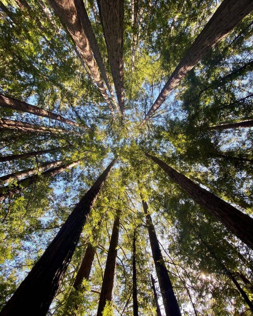 Mengenal Kayu  Pinus  dan Pemanfaatannya dalam Kehidupan 