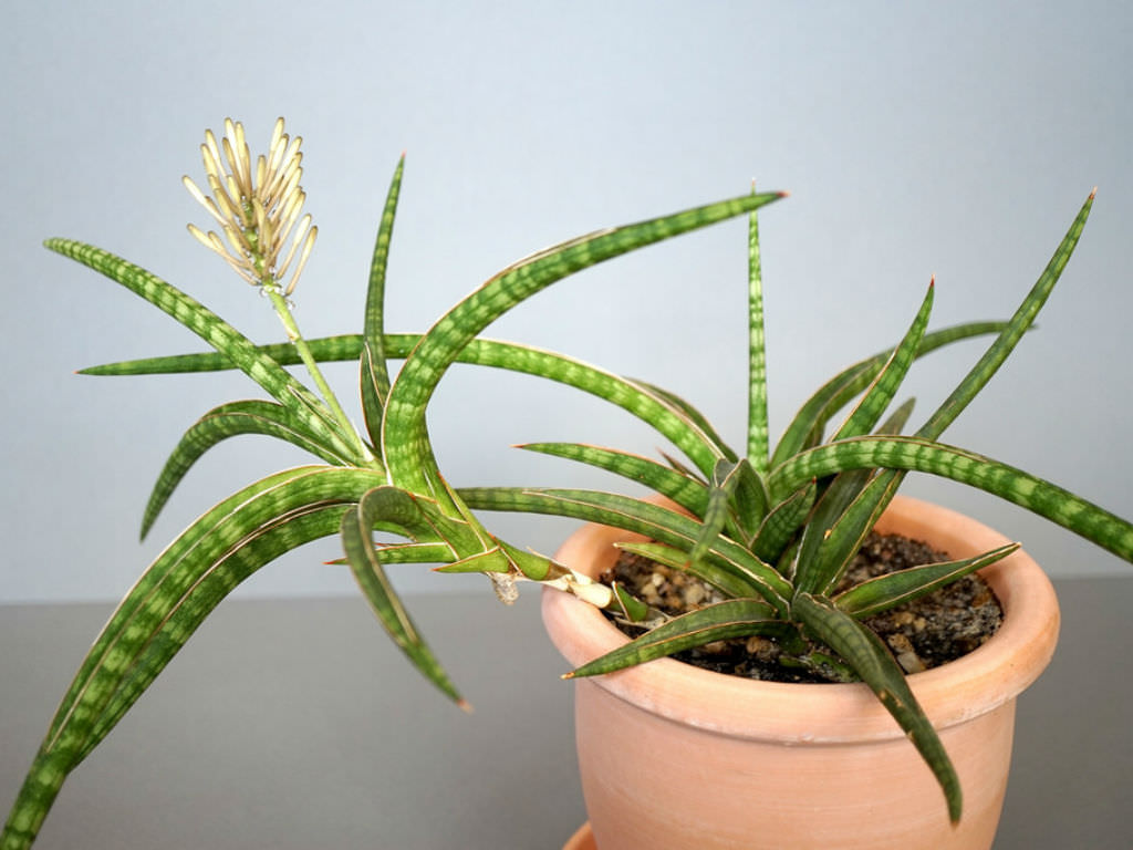 Tanaman indoor penghasil oksigen jenis sansevieria ballyi. Sumber Worldofsucculents